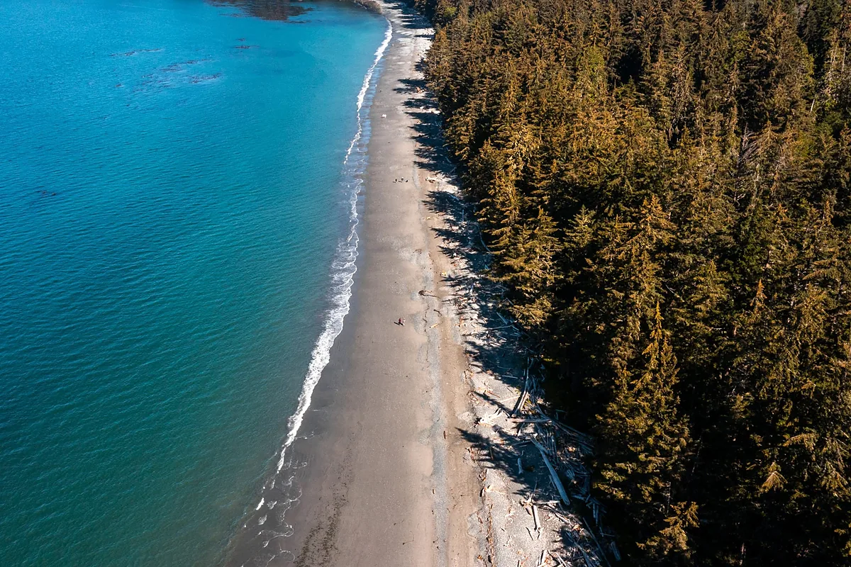 Aerial looking straight down a forested beach